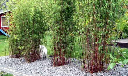 Set de 3 o 6 plantas de bambú rojo